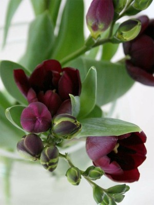 Mert Tarım 1 Adet Bordo Frezya Çiçeği Soğanı Mis Kokulu Katmerli