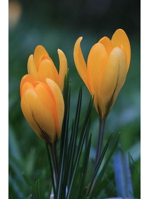 Han Botanik 5 Adet Kardelen-Hercai Çiçek Soğanı Kavuniçi