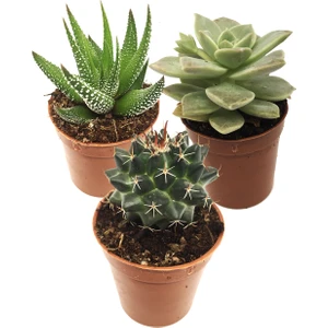 Kaktüs Sukulent Seti Upsalla 3 Adet Bitki