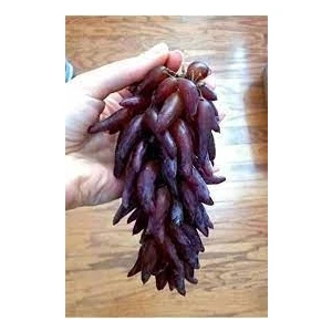 Yayla Tarım 3 Adet Üzüm Fidanı ( Cadı Parmağı ) Açık Kök 2 Yaş 50 cm Aşılı