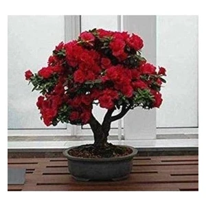 Köy Tohumları 35 Adet Nadir Gül Ağaç Ağacı Bonsai Çiçek Tohumu Sürpriz  Tohumludur