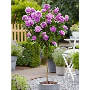 3 Adet Baston Gül Fidanı ( Lila Renk ) Açık Kök 2 Yaş 35 cm Aşılı