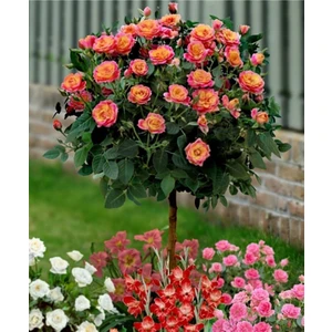 3 Adet Baston Gül Fidanı ( Turuncu Renk ) Açık Kök 2 Yaş 35 cm Aşılı