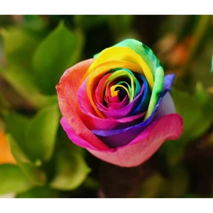 YAYLA TARIM 3 Adet  Gökkuşağı Gül Fidanı Açık Kök 2 Yaş 35 cm Aşılı