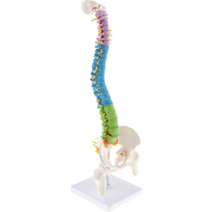 Anatomi Öğretim Öğrenme Için 17 Inç Bilimsel Omurga Modeli