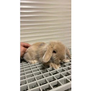 A.C.E.K Plastik 50X50 Ölçü Plastik Tavşan Kafesi Taban Izgarası (Siyah)