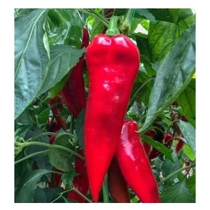 100 Adet Tohum Kırmızı Kapya Biber Tohumu Etli Pat Biber Kebaplık Biber Sürpriz  Tohumludur