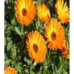 Köy Tohumları 30 Adet Tohum Portakal Nergisi Çiçeği Nergizi Çiçeği Tohumu Aynı Sefa Çiçeği Sürpriz  Tohum