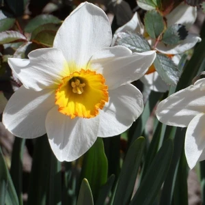 Ev Ve Bahçe Hoş Kokulu Beautiful Eyes Nergis Soğanı (3 Adet)