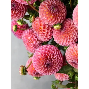 2 Adet Soft Pembe Yıldız Dahlıa Çiçek Soğanı