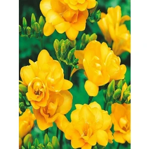 Fide Marketim 7 Adet Sarı Frezya Çiçeği Soğanı Mis Kokulu Katmerli