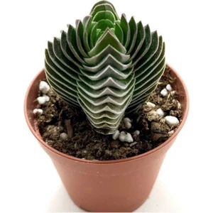 Crassula Buddha's Temple 5.5cm