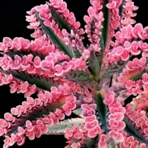 Pembe Aşkın Gözyaşı Sukulent Kaktüs