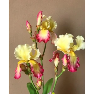 Botanik 2 Adet Pembe Sarı Iris-Süsen Çiçek Soğanı