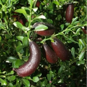 Tüplü Nadir Bir Çeşit Fingerlime(Kırmızı Parmak Limon)