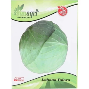 Yalova Lahana Sebze Tohumu