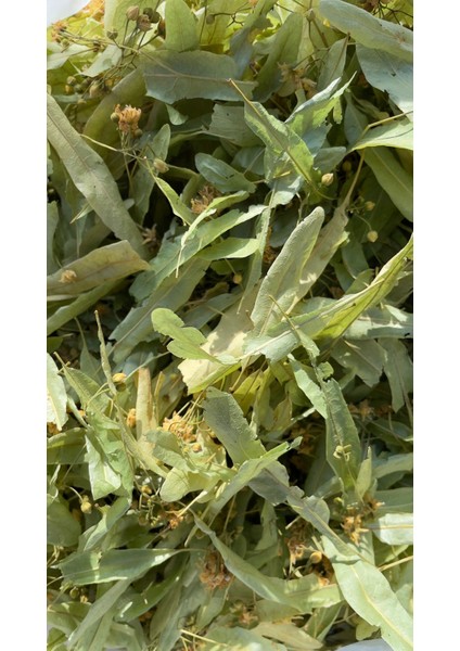 Ihlamur 100 gr modelleri