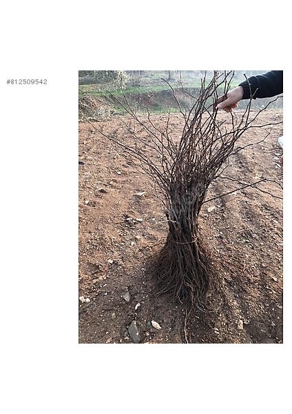 Yayla Tarım 3 Adet Üzüm Fidanı ( Cadı Parmağı ) Açık Kök 2 Yaş 50 cm Aşılı