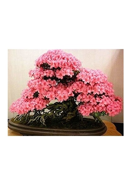 5 Adet Tohum Bodur Pembe Erguvan Bonsai Bonzai Ağaç Tohumu Tohumlu