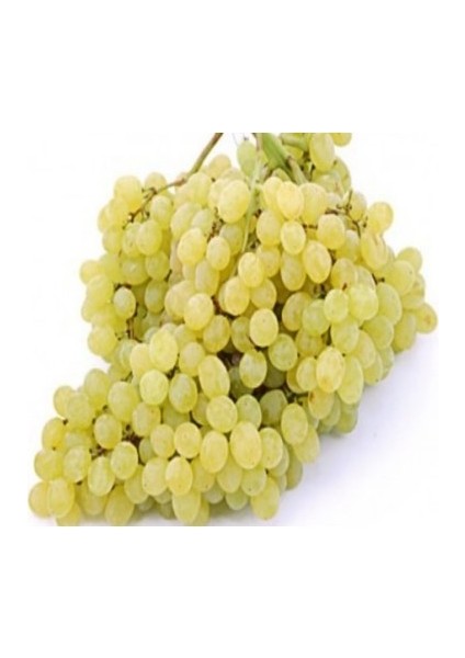 Çekirdeksiz Üzüm Fidanı , Tüplü