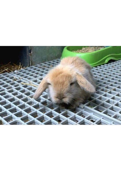 Tavşan Kafesi Taban Izgarası 50X50 Ölçü Plastik fiyatları