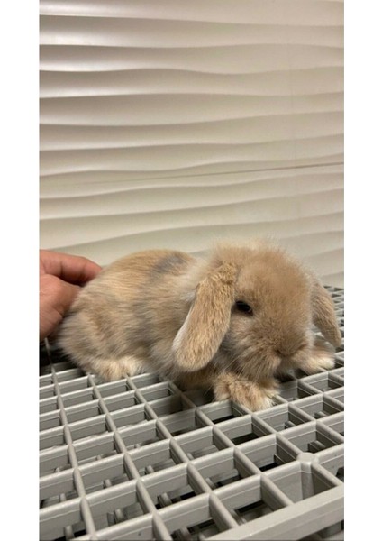 50X50 Ölçü Plastik Tavşan Kafesi Taban Izgarası 1 Mt2 [4 Adet]