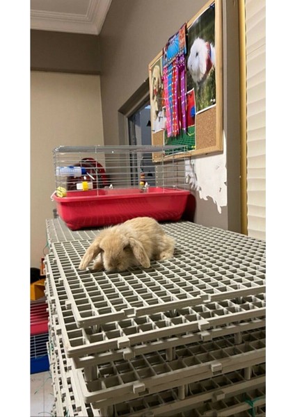 50X50 Ölçü Plastik Tavşan Kafesi Taban Izgarası 1 Mt2 [4 Adet] indirimleri