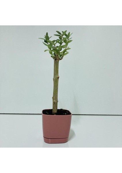 Pembe Lüx Saksıda Minyatür Bonsai Zeytin Fidanı