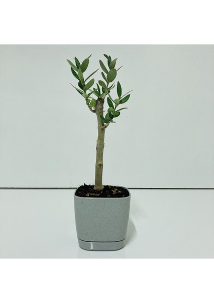 Gri Lüx Saksıda Minyatür Bonsai Zeytin Fidanı