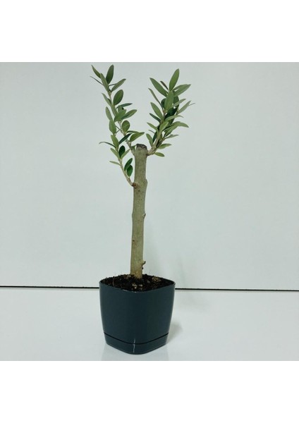 Siyah Lüx Saksıda Minyatür Bonsai Zeytin Fidanı