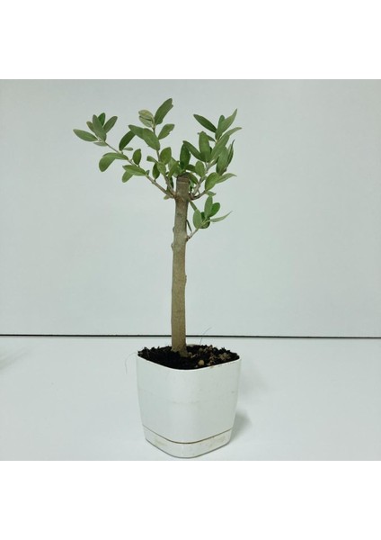 Beyaz Lüx Saksıda Minyatür Bonsai Zeytin Fidanı