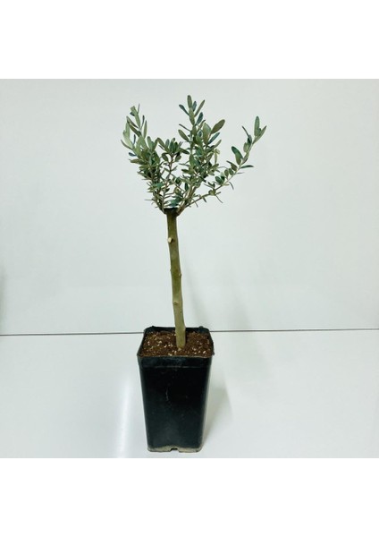Siyah 14X20 Cm'lik Saksıda Minyatür Bonsai Zeytin Fidanı