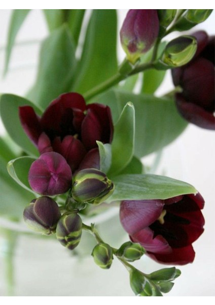 10 Adet Bordo Frezya Çiçeği Soğanı Mis Kokulu Katmerli
