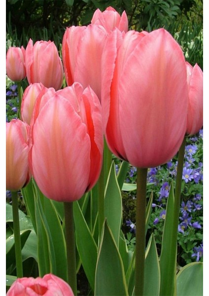 1 Adet Hollanda Lale Soğanı Pembe