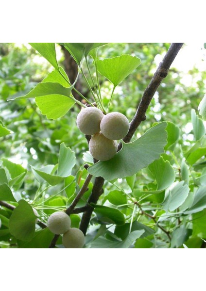 Tüplü Mabet Ağacı Ginkgo Biloba Fidanı (5-15 Cm)