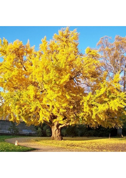 Tüplü Mabet Ağacı Ginkgo Biloba Fidanı (5-15 Cm)