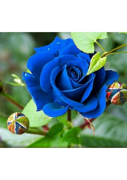 Mumyalı (Mumlu) Gül Fidanı Mavi Renkli