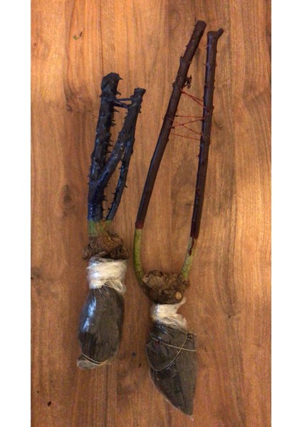 Mumyalı (Mumlu) Gül Fidanı Mavi Renkli fiyatları