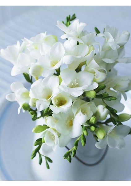 100 Adet Beyaz Frezya Çiçeği Soğanı Mis Kokulu Katmerli