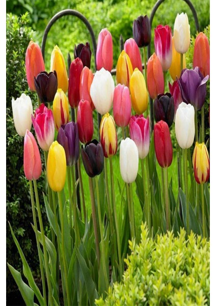 5 Adet Hollanda Lale Soğanı Karışık Renk