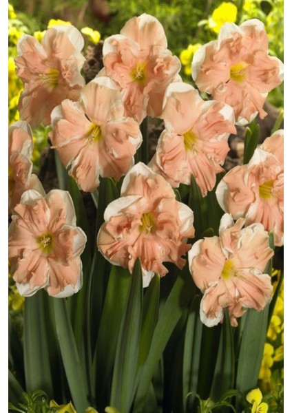 2 Adet Nergis Soğanı Beyaz-Budra Fırfırlı