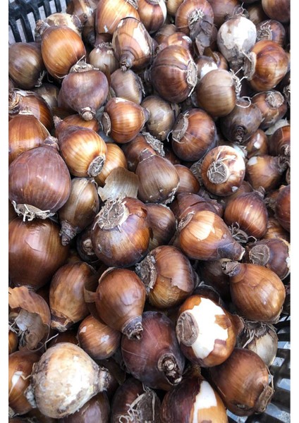 2 Adet Nergis Soğanı Beyaz-Budra Fırfırlı fiyatları