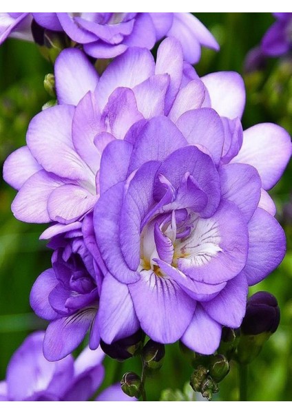 100 Adet Mor Frezya Çiçeği Soğanı Mis Kokulu Katmerli