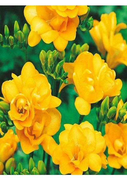 25 Adet Sarı Frezya Çiçeği Soğanı Mis Kokulu Katmerli