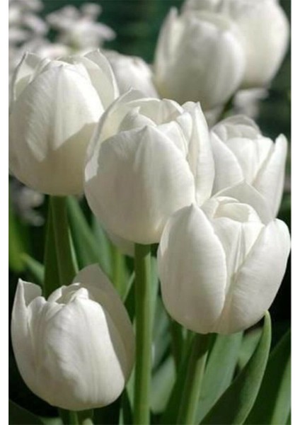 5 Adet Hollanda Lale Soğanı Beyaz