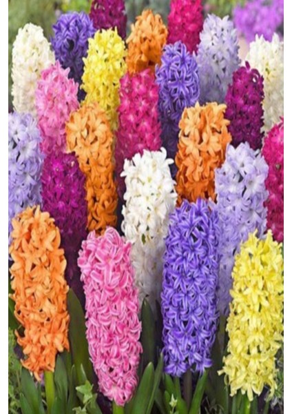 2 Adet Sümbül Soğanı Karışık Renk