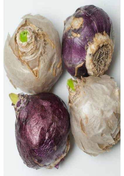 2 Adet Sümbül Soğanı Karışık Renk fiyatları