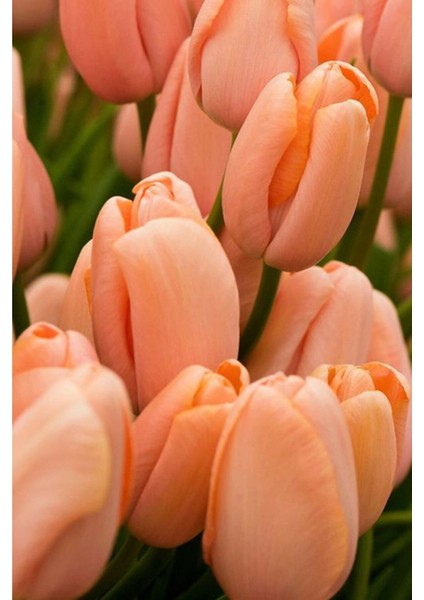 2 Adet Hollanda Lale Soğanı Somon