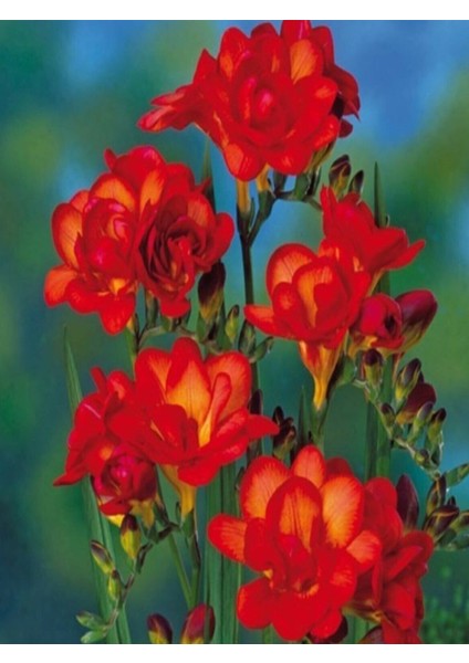 12 Adet Kırmızı Frezya Çiçeği Soğanı Mis Kokulu Katmerli