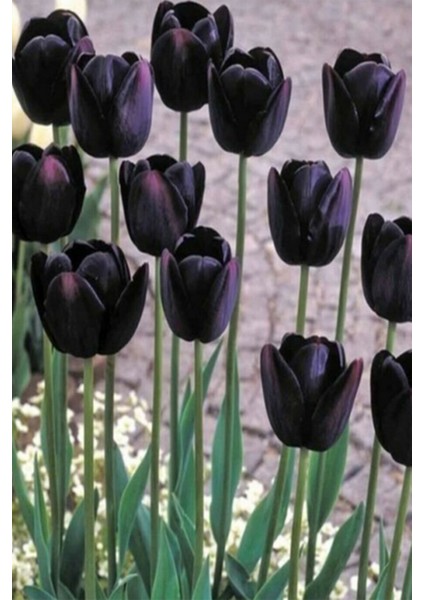 2 Adet Hollanda Lale Soğanı Siyah